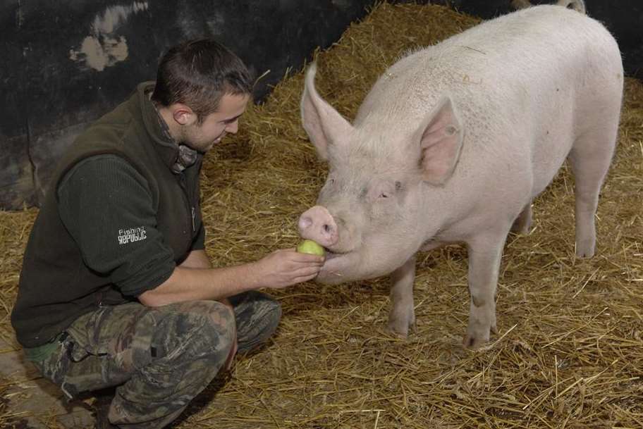 Jack Ayling feeds Gertrude in one of the barns at Farming World