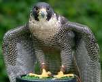 A peregrine falcon