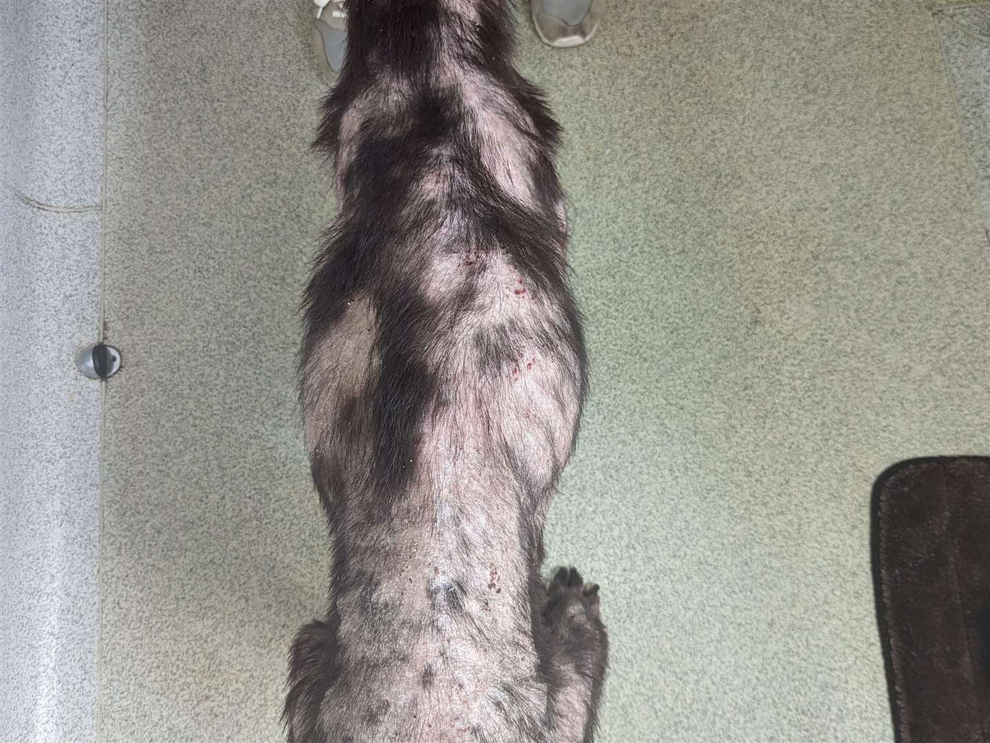 Poppy was emaciated