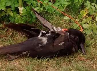 A magpie was among the birds found