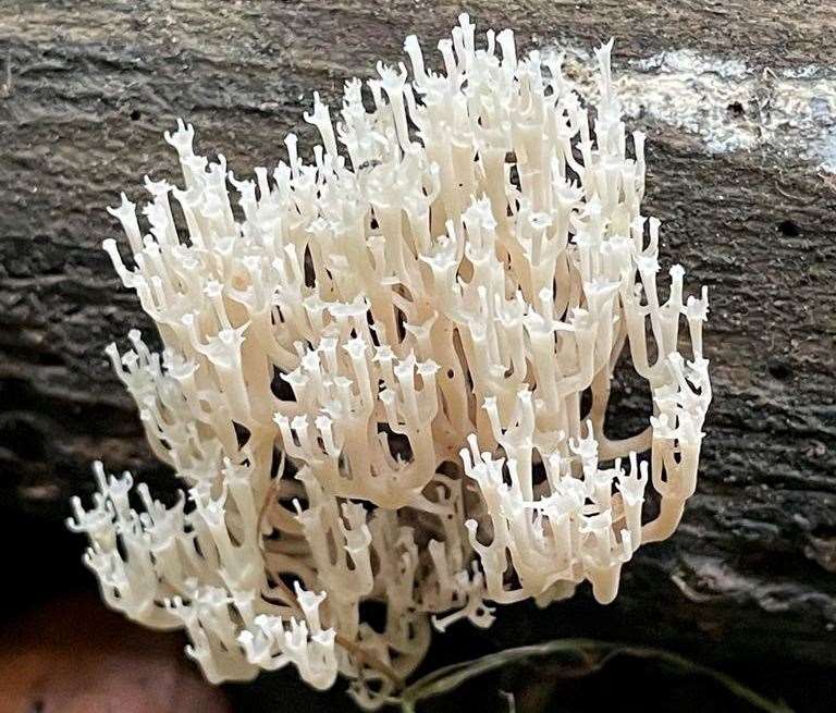 Candelabra coral fungi found in South Blean Woods near the proposed Winterbourne Fields between Canterbury and Faversham