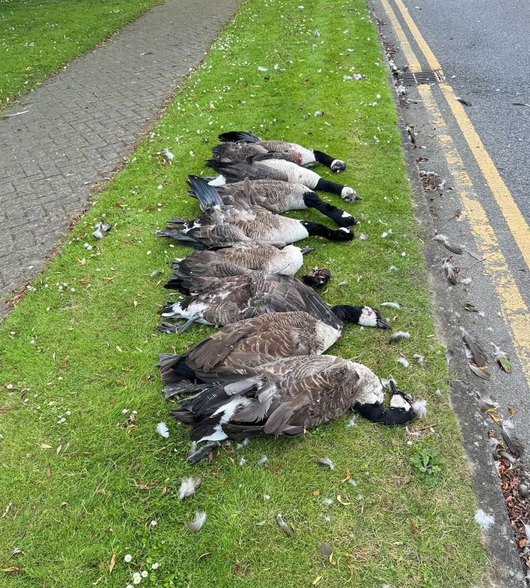 Eight geese killed in in Anchor Boulevard, Dartford. Picture: Carly Ahlen