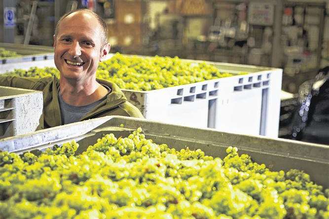 Award-winning Chapel Down Vineyard, Small Hythe, Tenterden