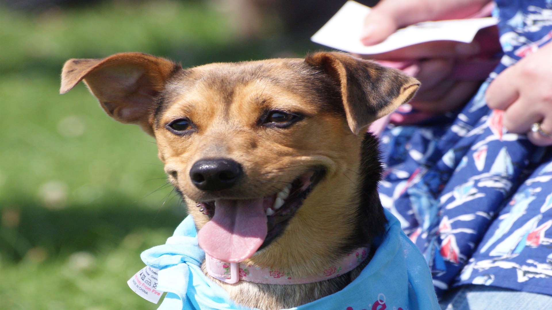 A dog gets a free microchip