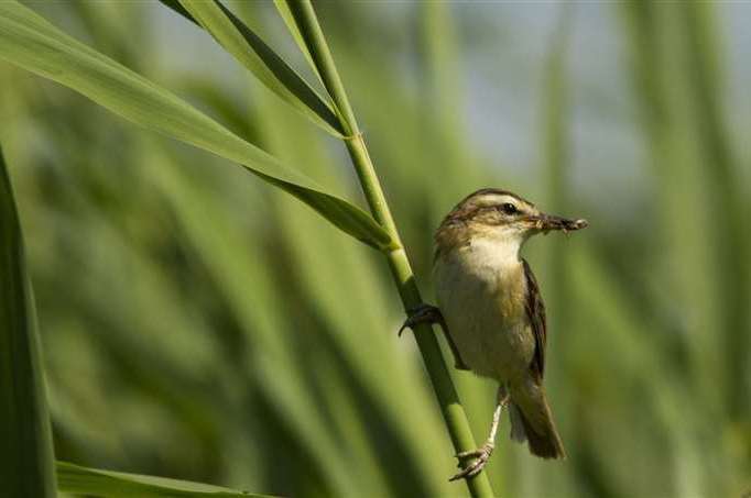 A sedge warbler at Stodmarsh nature reserve. Picture: Thomas Cawdron