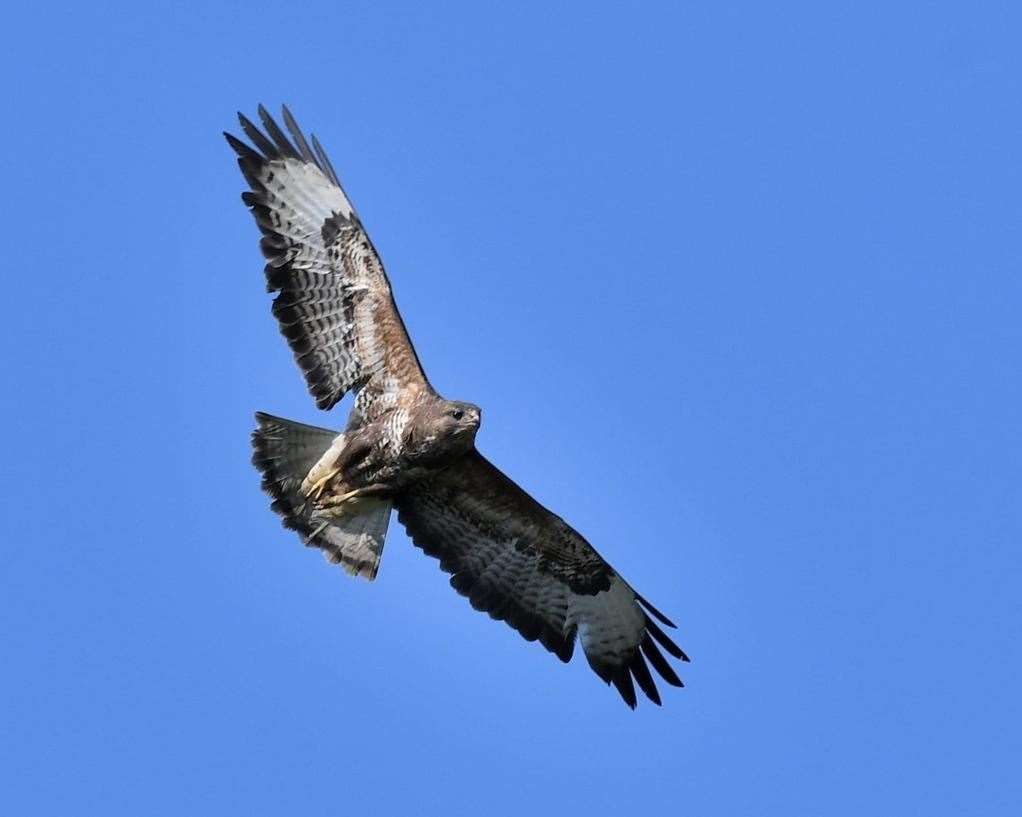 Frasers is 'inundated' with wildlife Picture: Stephen Head