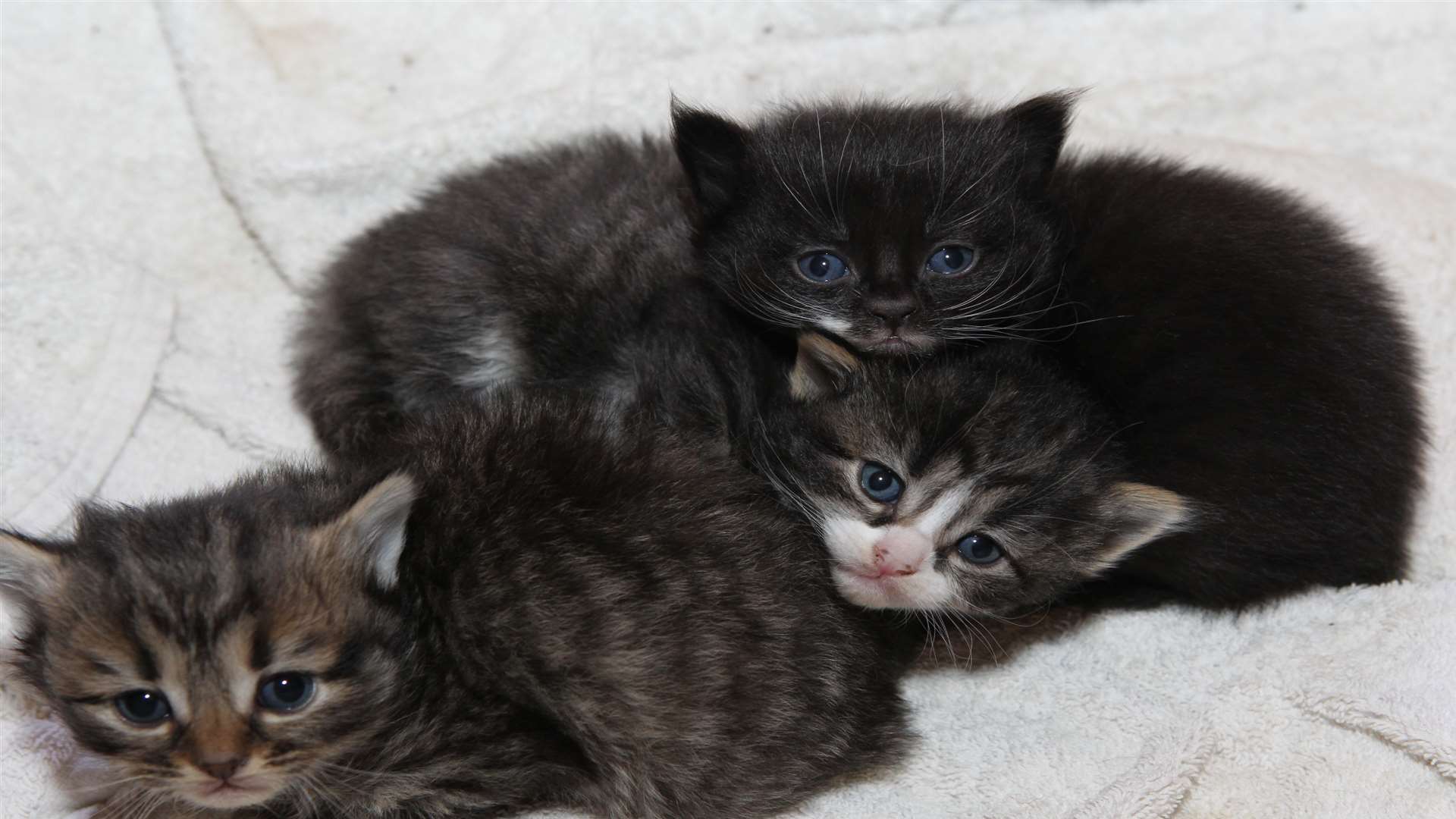 From left, Charlie, Squeaker and Dumbo, who were rescued from a house by firemen after a fire broke out on Remembrance Sunday