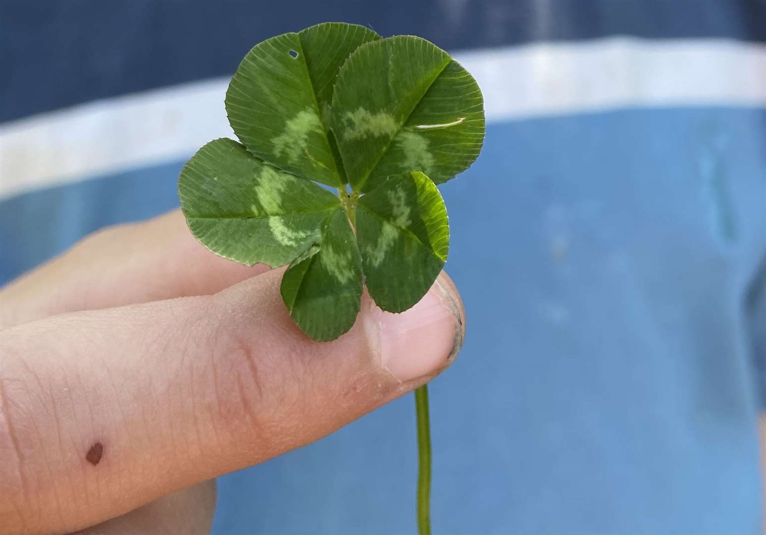 The ultra rare five-leaf clover found in Clowes Woods