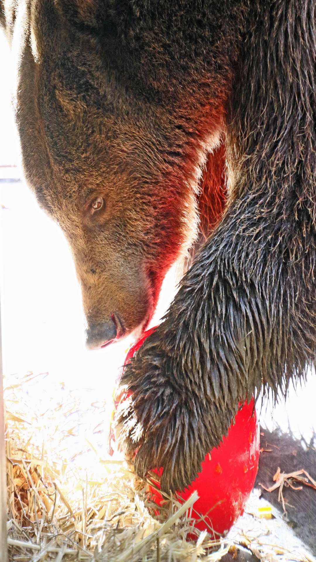 Not quite a marmalade sandwich... one of the bears investigates the new toy