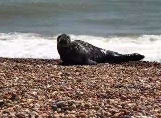 The youngsters initially thought the man was the seal who has been hanging around the coast for a few days. Photo: Suzanne Adams