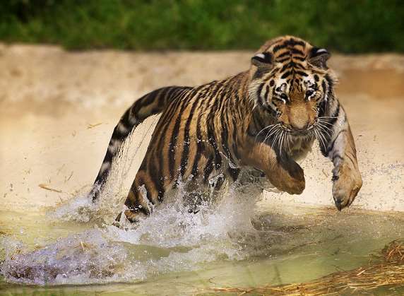 Animals at attractions including Howletts Wild Animal Park are popular in the Kent Big Weekend. Picture: Visit Kent