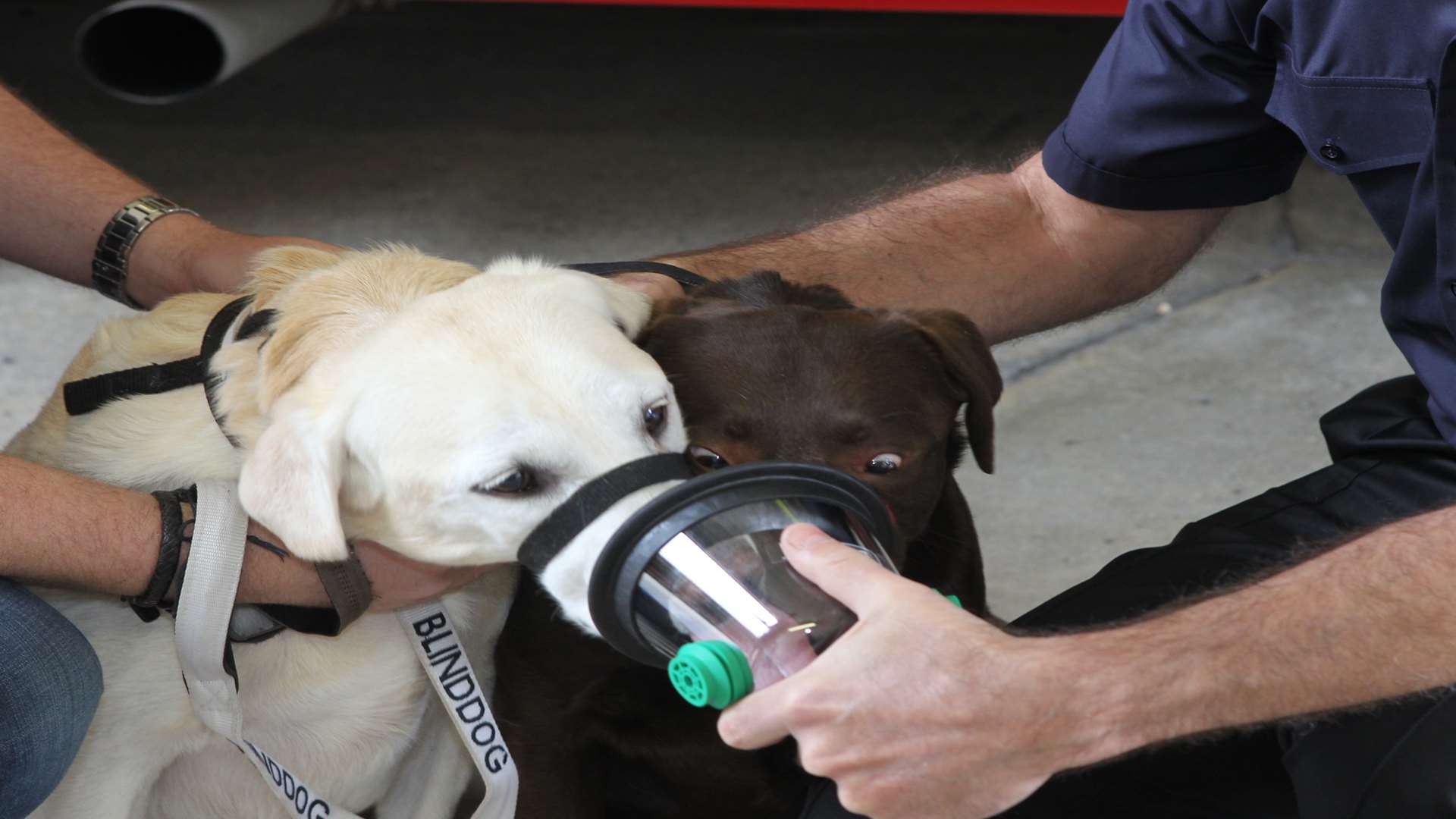 Animal oxygen masks. Stock image