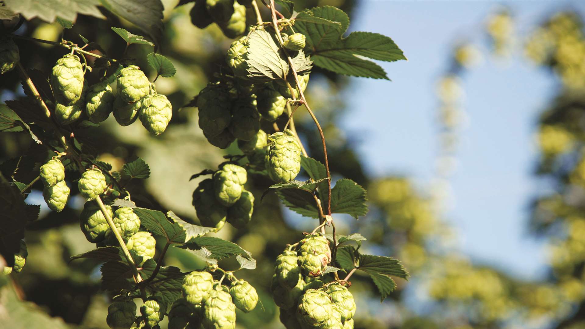 Hops: the fresher the better during Kent Green Hop Beer Fortnight