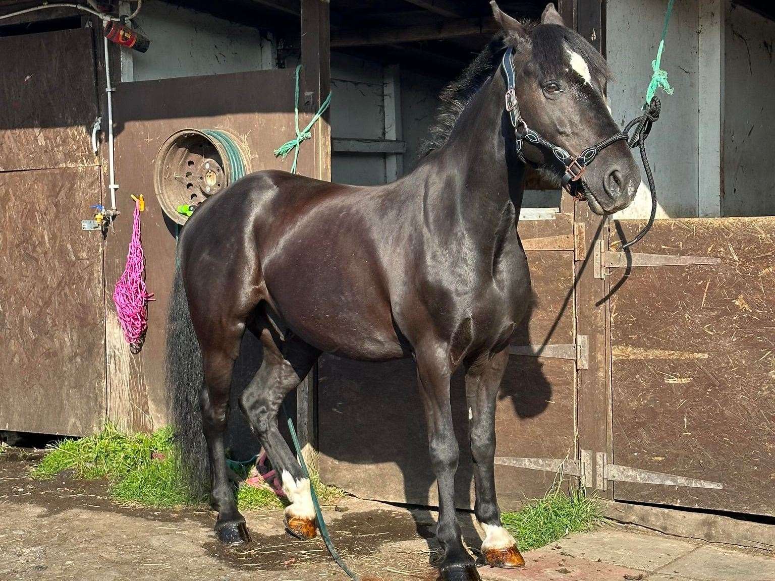 Jet, Shannon's pony. Picture: Shannon Edwards