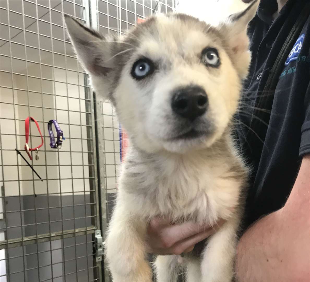 A member of the public took the distressed pups to the vets where they are being assessed