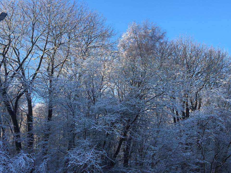 Mia sent in this beautiful shot of Walderslade Woods