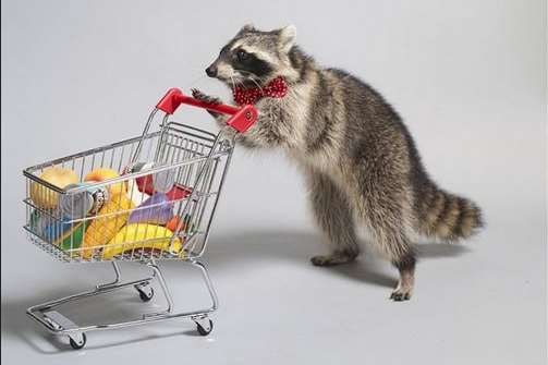 Melanie Raccoon pushing a miniature shopping trolley