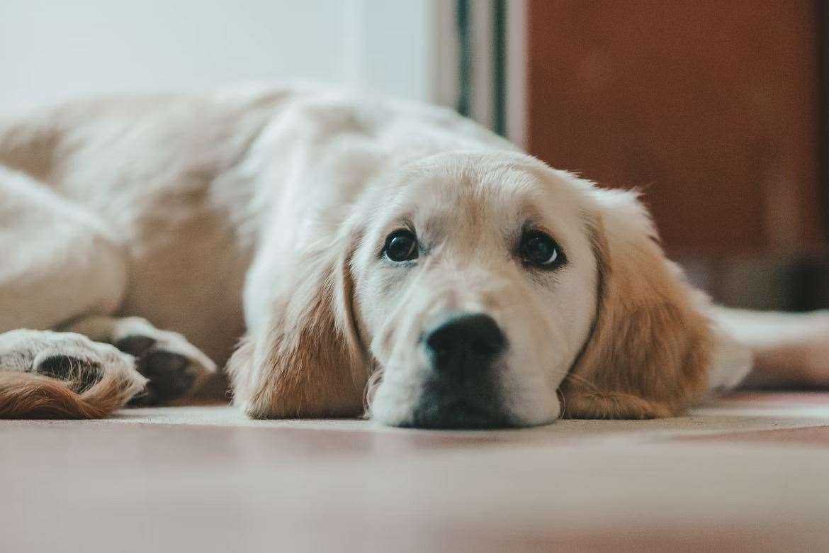 Expert shares 5 tips on reducing separation anxiety in your pandemic pup. Picture: Unsplash