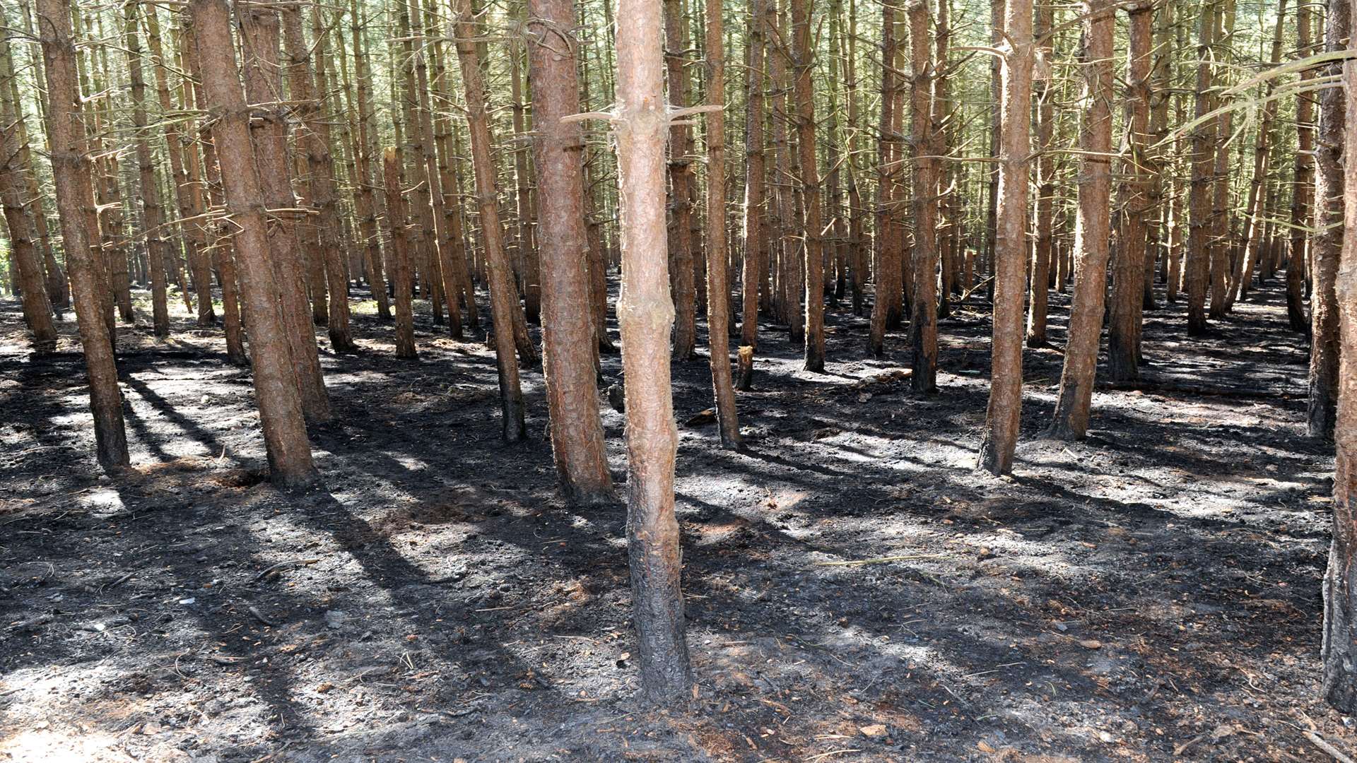 Woodland fire in Islingham Farm Road, Wainscott.