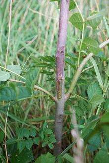 Ash tree with Chalara. Picture: Food and Environment Research Agency