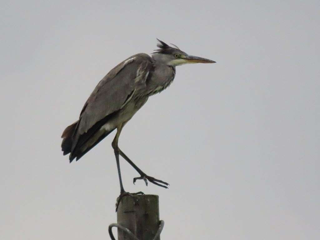 A grey heron was shot at Little Cliffsend Farm in Ramsgate which Kent Police are investigating. Picture: Wildlife Conservation in Thanet