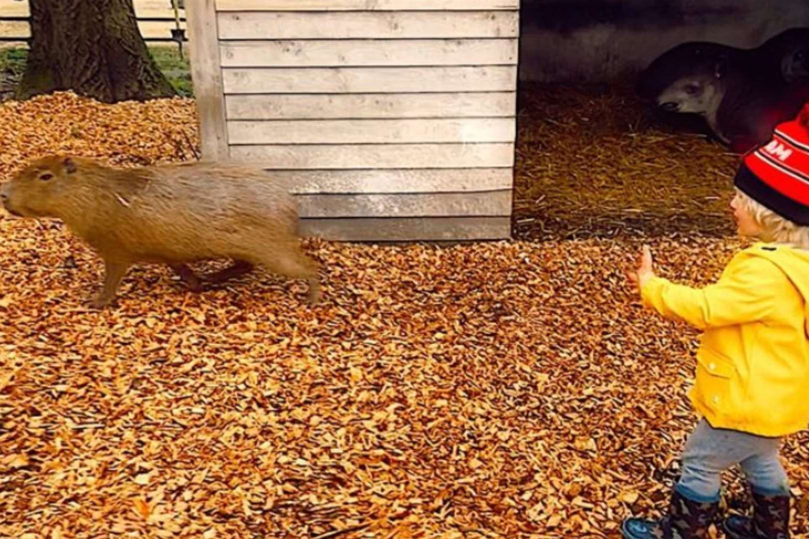 Carrie Johnson and her family visited Port Lympne in Hythe for her birthday. Picture: Carrie Johnson on Instagram