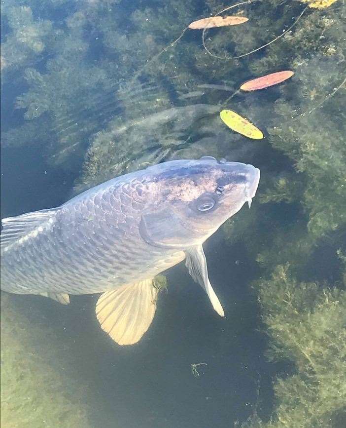 Meet the fish at Penshurst Place