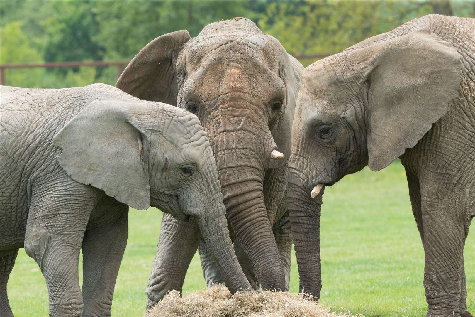 Locals in Kenya are said to be excited about the rewilding project