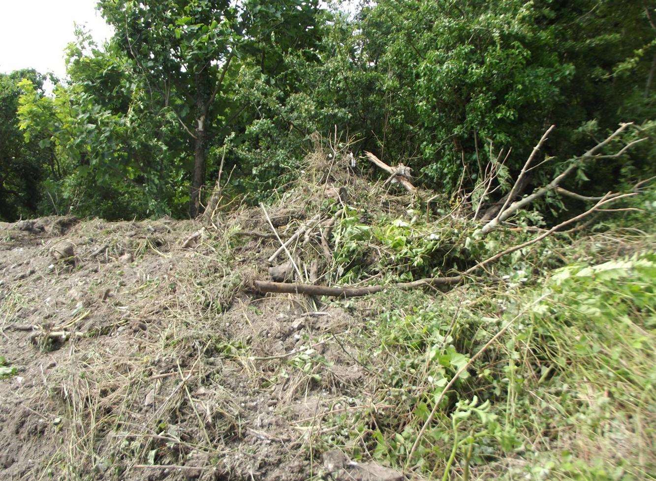 The landowner of woodland just off Vale View Road, Dover, removed trees and shrubbery with a digger - potentially ruining the habitats of many wild animals