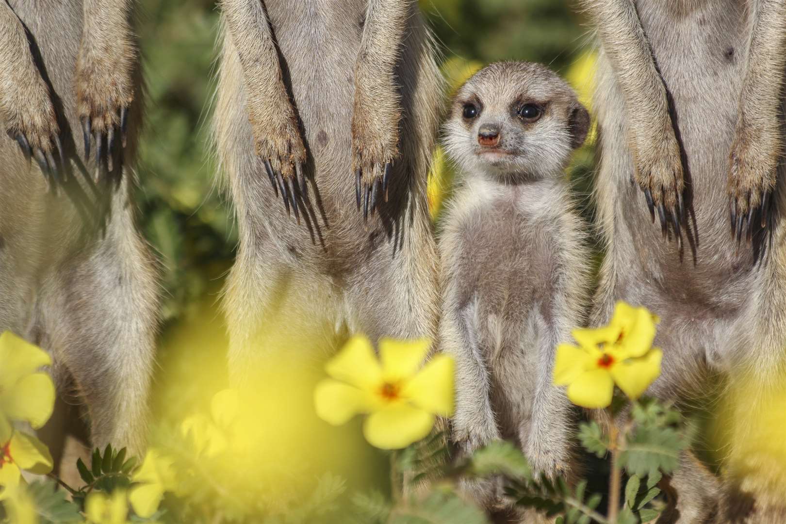 A young meerkat stands among its family which is being studied by the Kalahari Meerkat Project in Northern Cape, South Africa (Jen Guyton/PA)