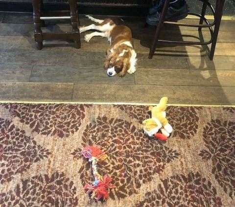 He’d chased up and down the patterned pub carpet a fair few times so Albie reckoned he had earned a break from fetching his favourite toys