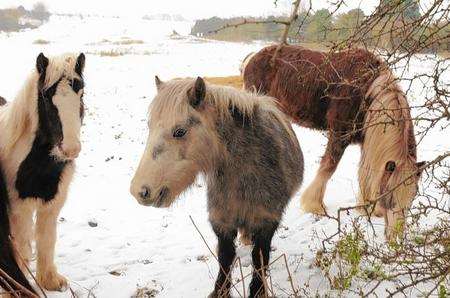 Horses grazing at Beechenlea Lane, Swanley.