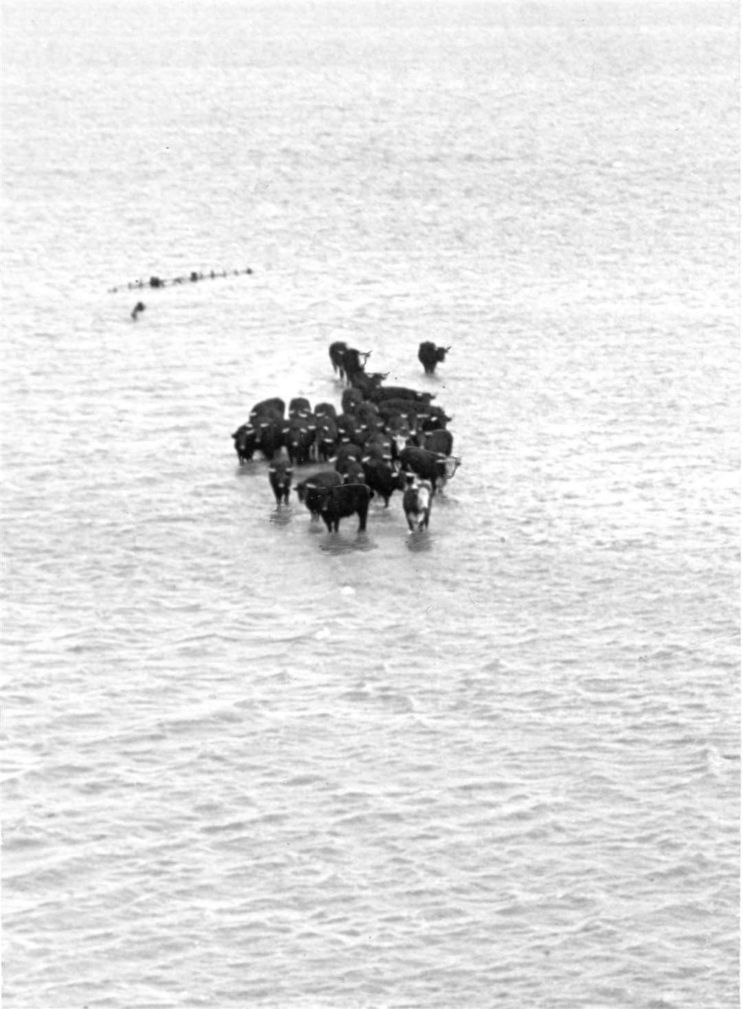 These cattle were lucky - they survived