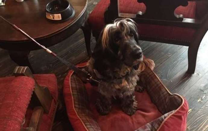 When I first arrived the prime spot in front of the fire was taken by a very loveable spaniel, Lexie