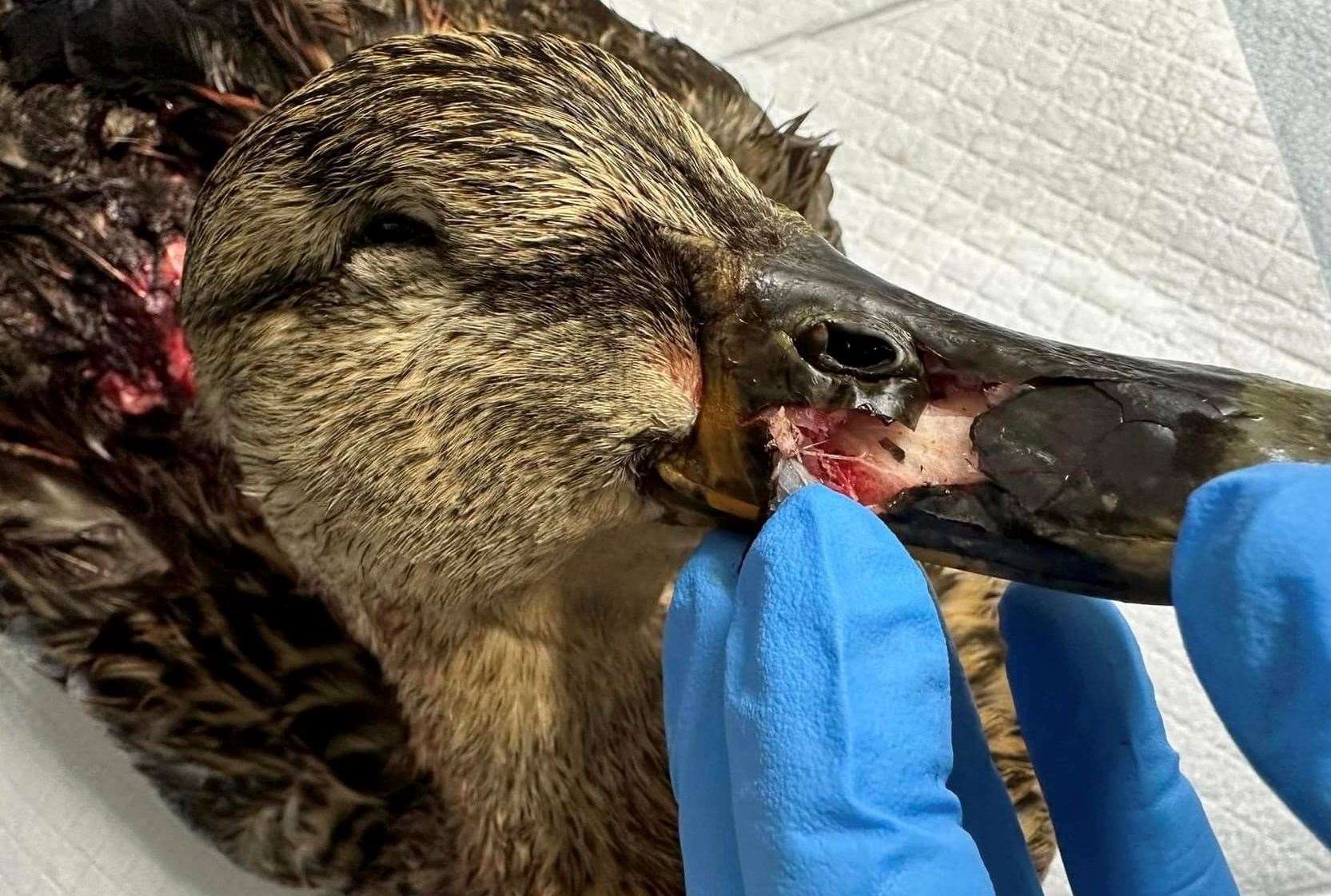 The duck's beak was shattered in the catapult attack. Picture: Columbines Wildlife Care