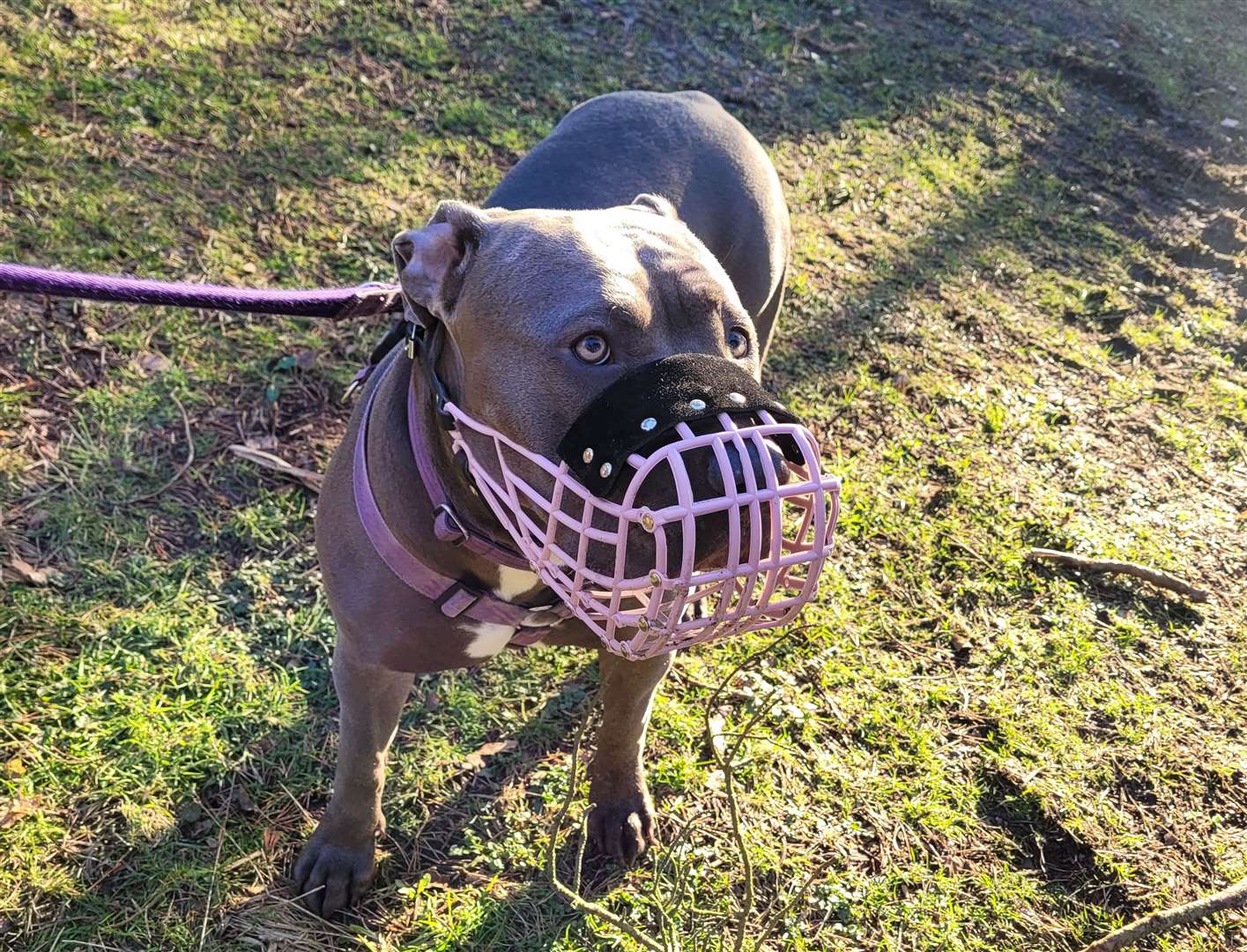 The court ordered the dog to be muzzled and only walked by an adult over the age of 18 in public. Stock image