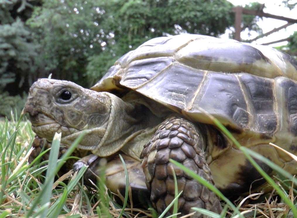 Harriet the tortoise has been fitted with a new set of wheels