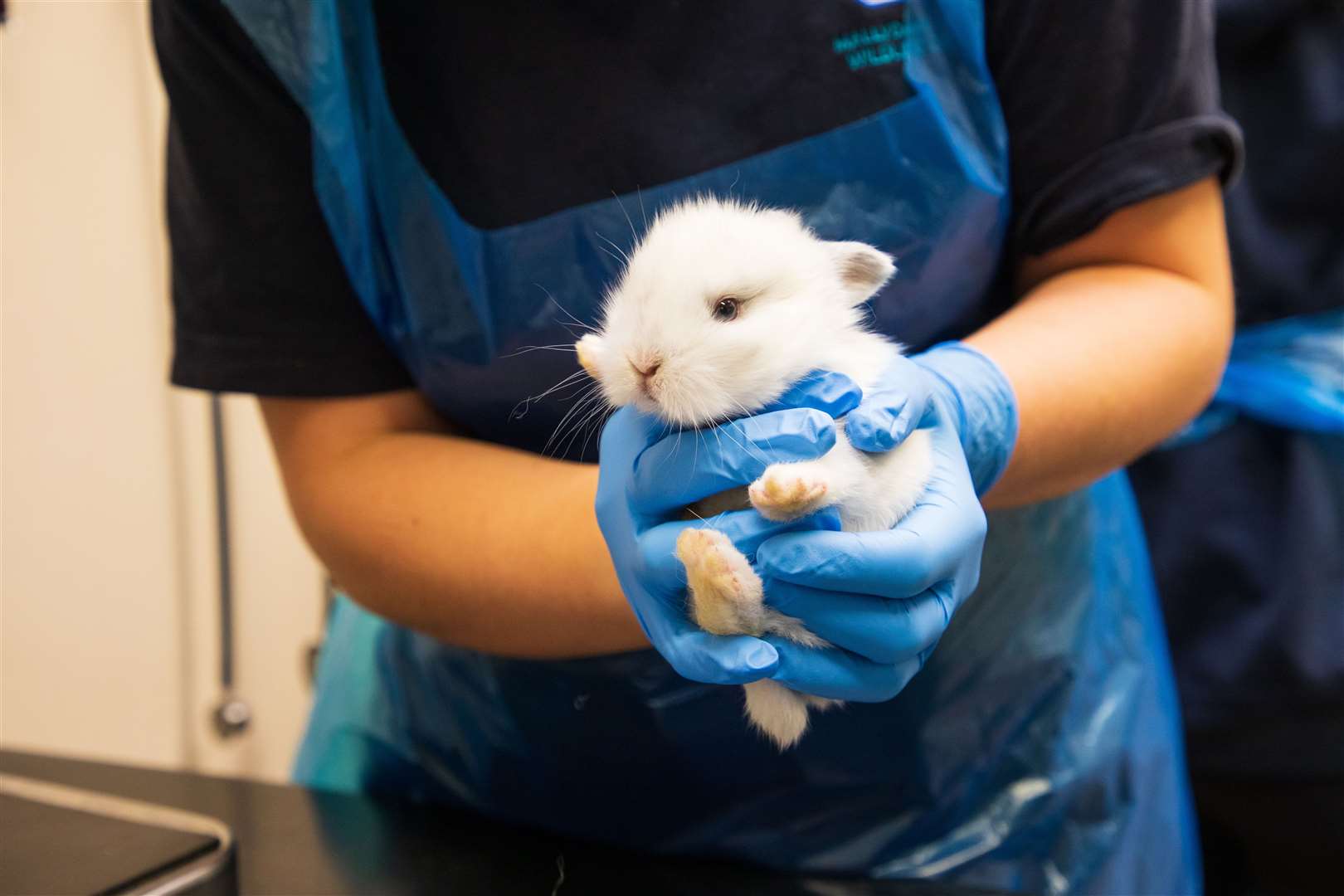 Myxomatosis is a highly infectious and fatal disease which can affect both domestic and wild rabbits. Picture: RSPCA