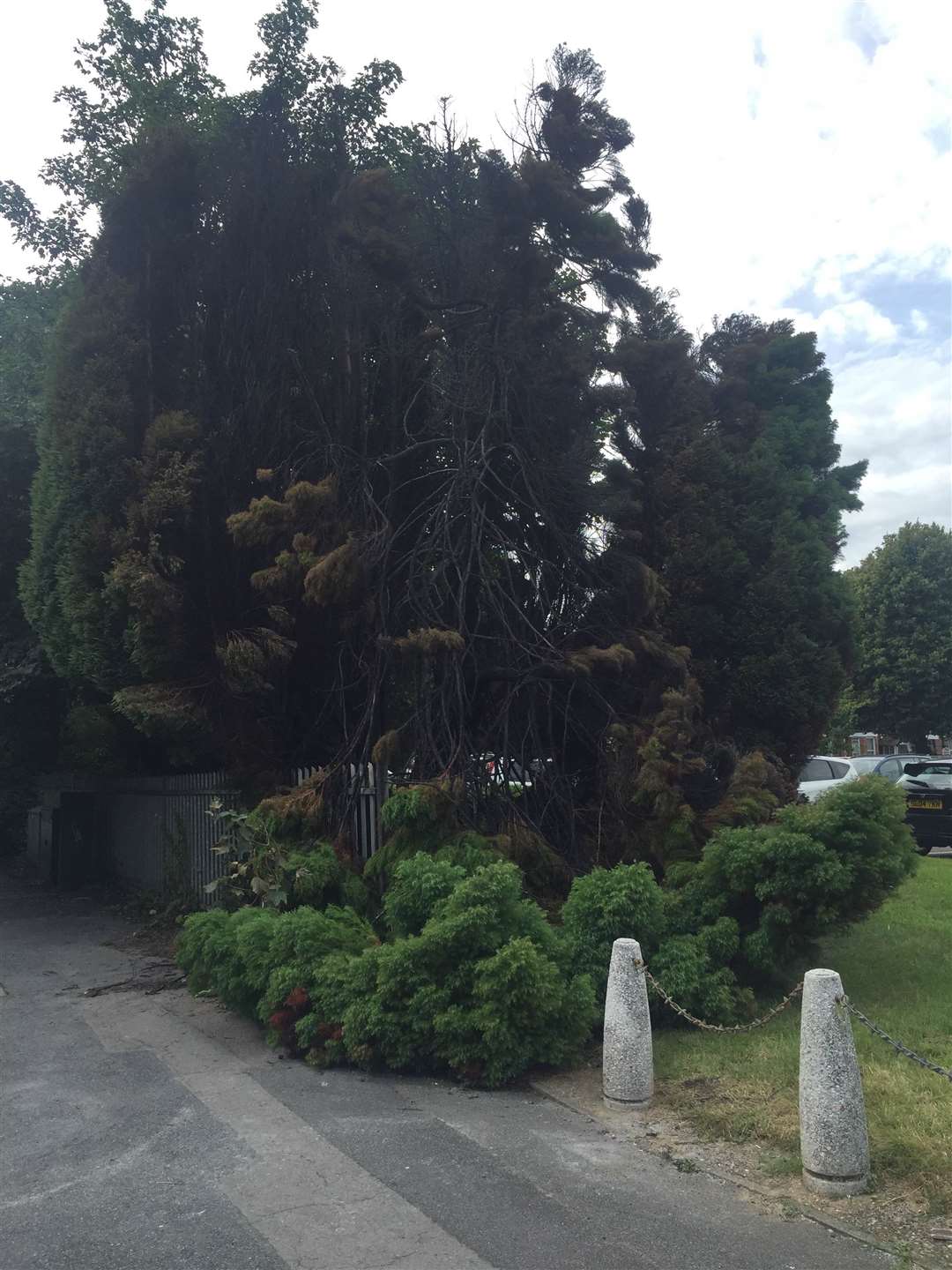 The burnt out tree, half of which has collapsed.