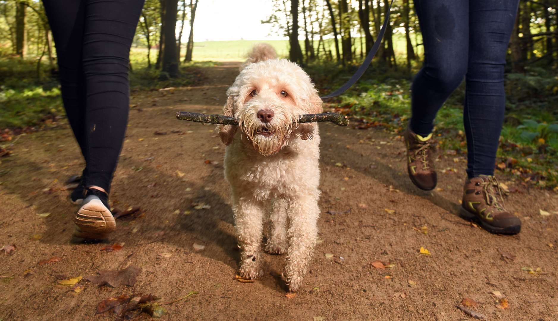 Dog owners face increased fines and expanded rules aimed at reducing canine antisocial behaviour