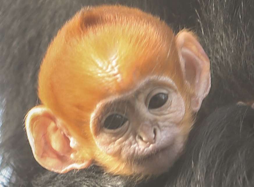 A baby Francois langur is making its debut at Howletts wild animal park