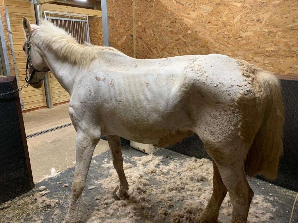 Poor Sahne was found severely underweight. Sadly one of the horses in her group didn't make it