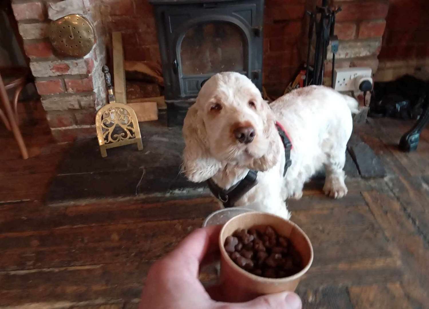 Murray sampled the dog menu at the Thomas Becket in Canterbury. Picture: Barry Reynolds