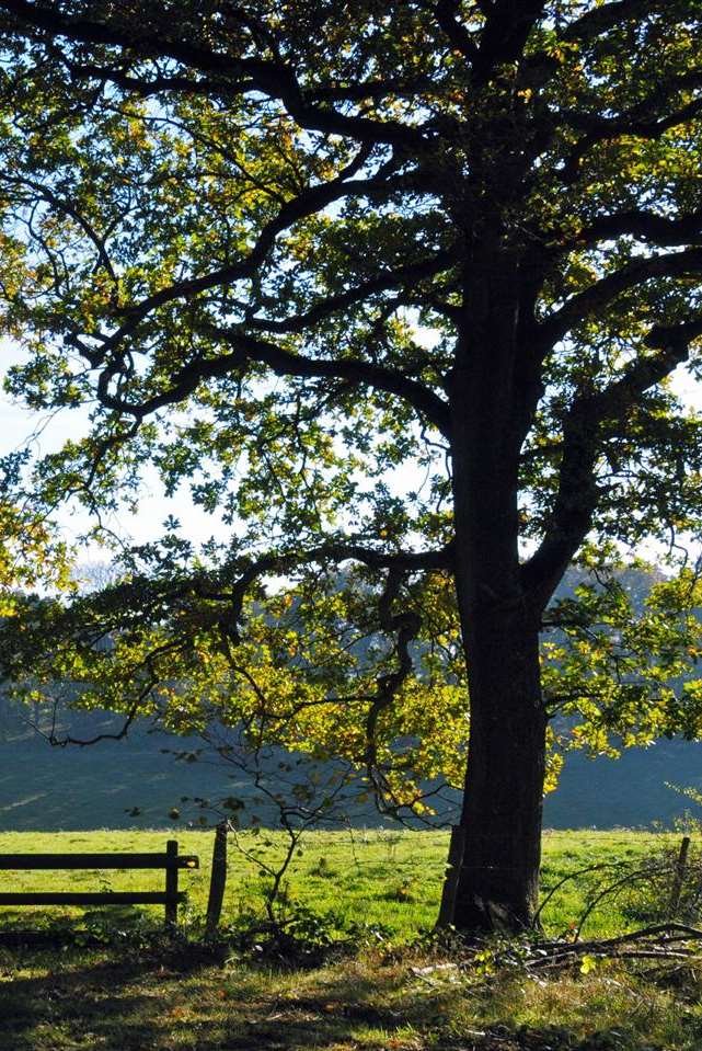 A healthy ash tree in Elham