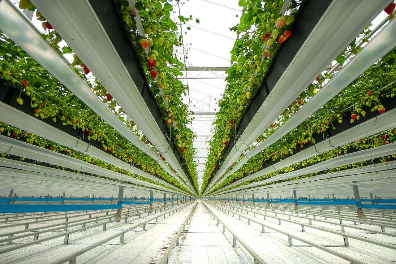 The Malling Centenary being grown at Dyson Farming's new glasshouse