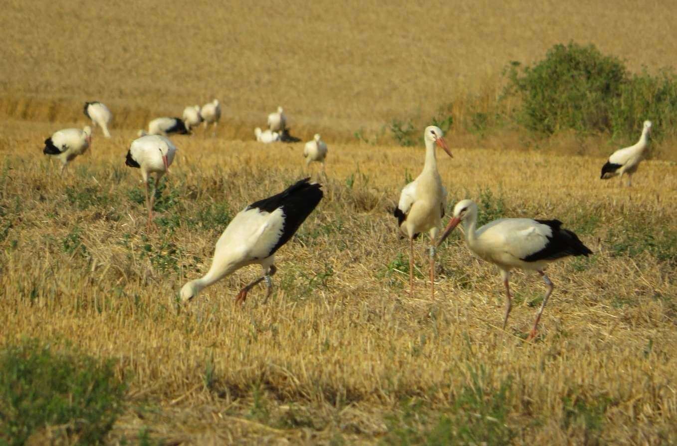 White storks are rare in the UK. Picture: George Cooper