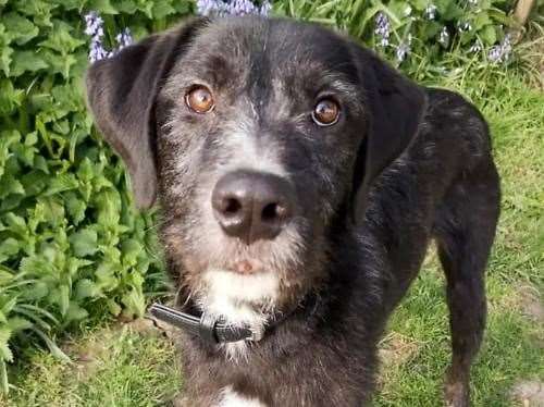 Brandy the lurcher and Irish wolfhound mix. Picture: Last Chance Animal Rescue