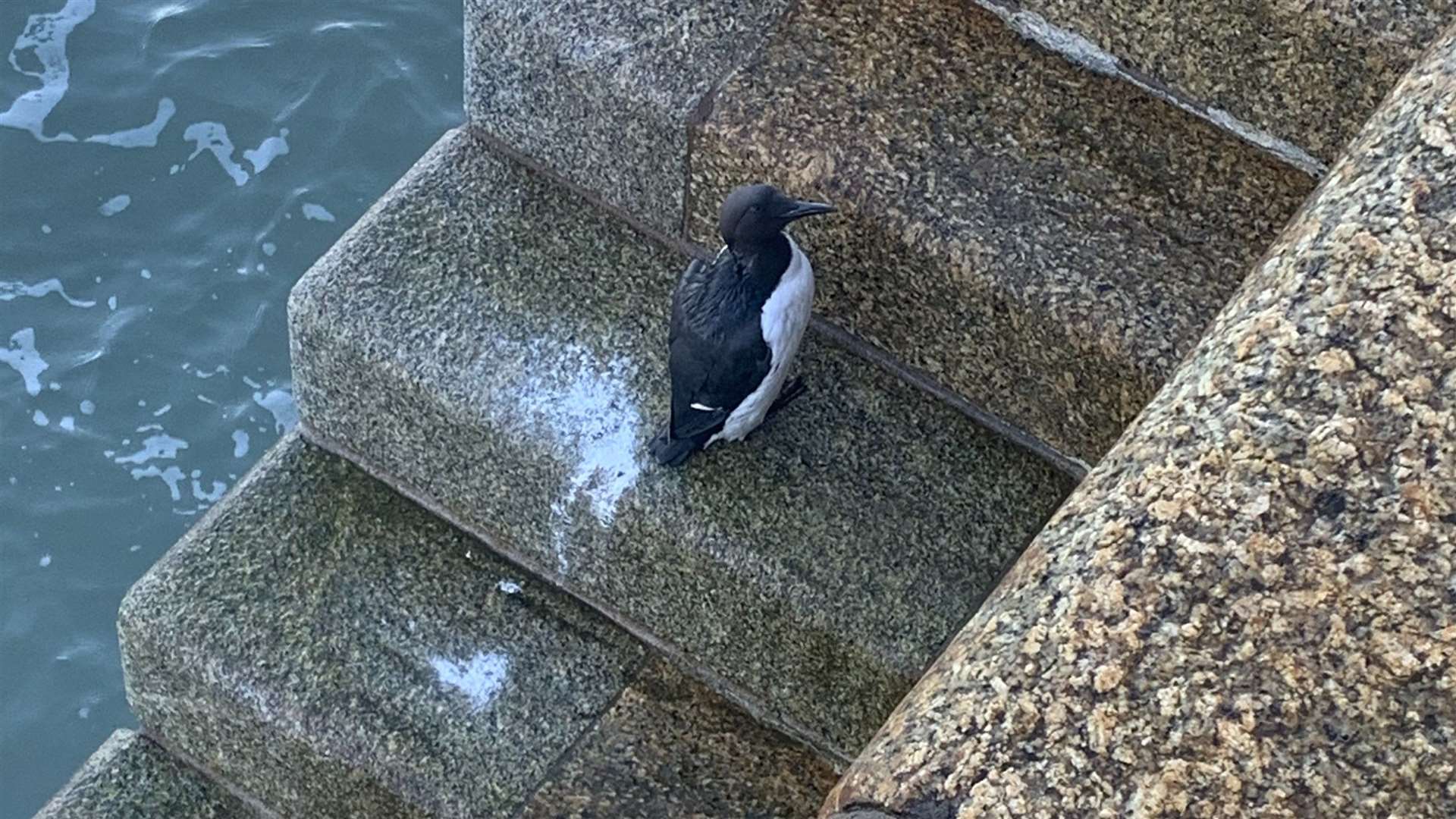 Staff at Bird Wise say they have never had reports of penguin sightings until recently. Picture: Bird Wise engagement officer Jasmine Beveridge