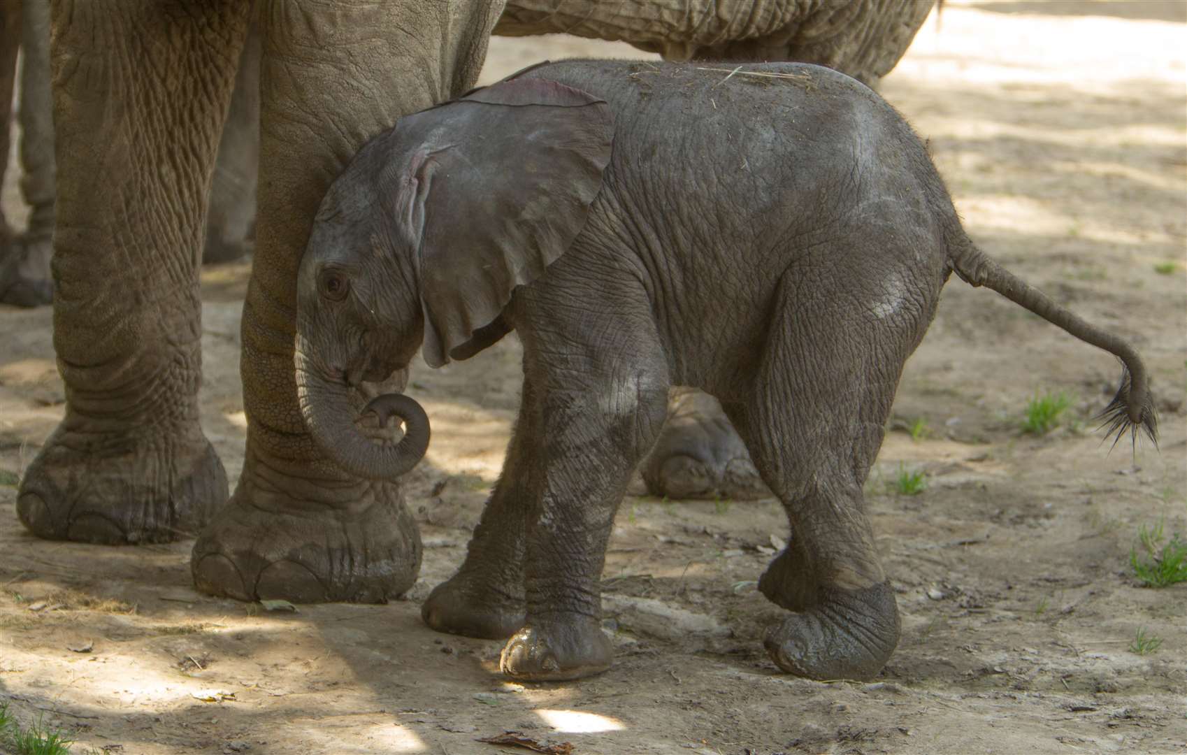 A Kent zoo's newest arrival. Picture: Dave Rolfe