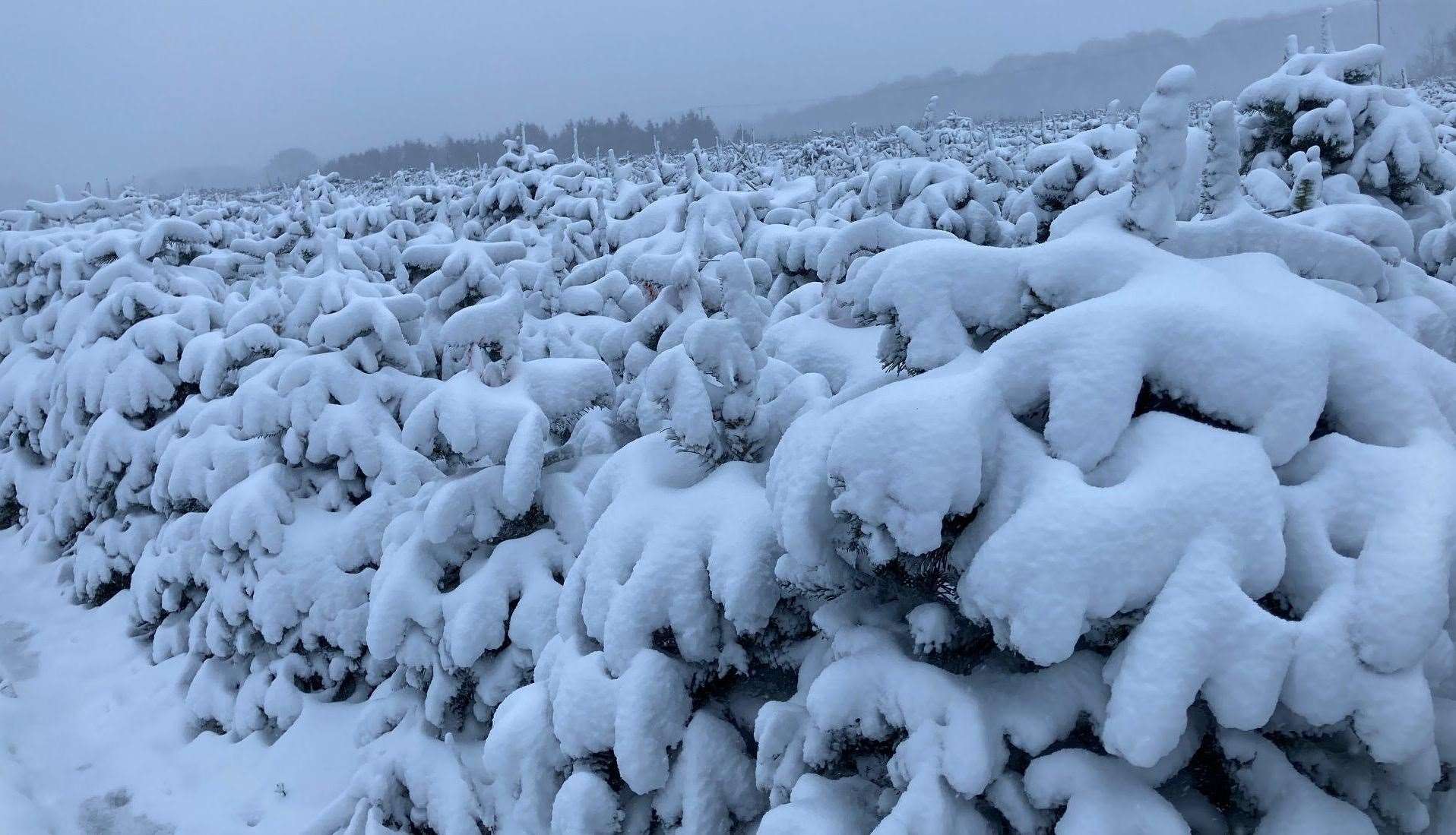 Kingswood Christmas Trees in the snow. Picture: Simon Finlay